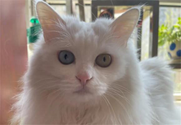 最厉害的猫叫声驱老鼠