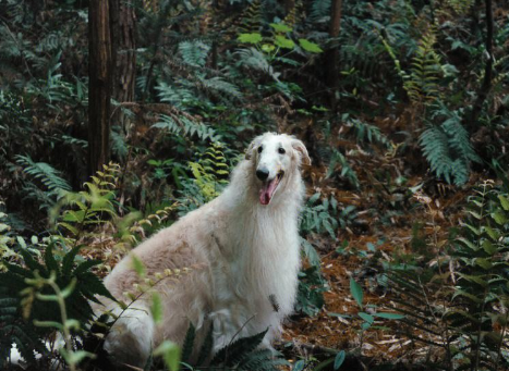 苏俄猎狼犬,真的能猎狼吗? 苏俄猎狼犬,真的能猎狼吗?