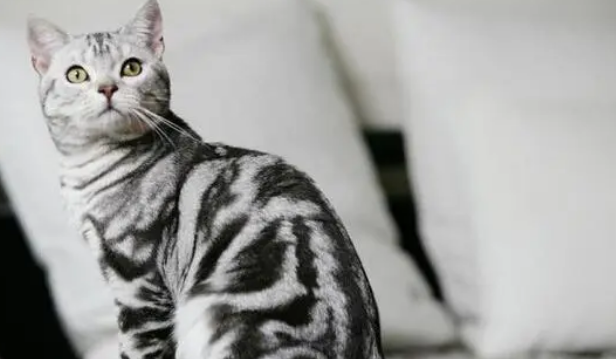 女虎斑猫名字大全洋气的