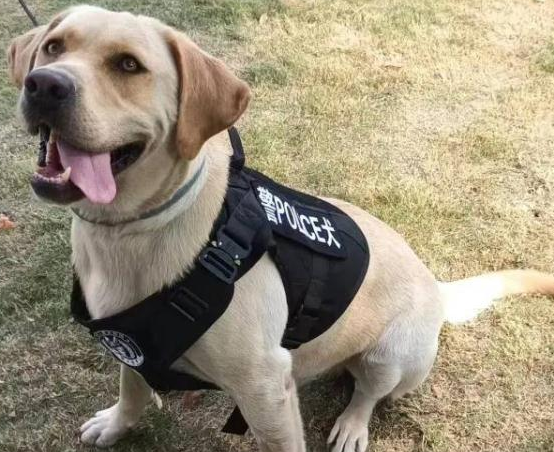 你想拥有一只警犬吗？上海首批退役警犬开放领养！