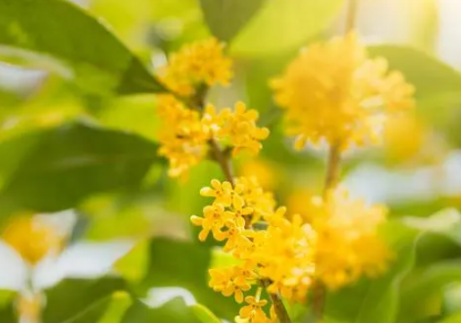 四季桂花哪个品种最好 四季桂花哪个品种最好