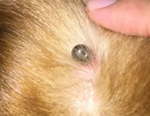 长满蜱虫的脚丫 长满蜱虫的脚丫