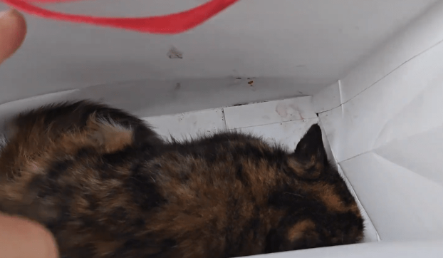 残疾后被抛弃的流浪猫，虽然遇到了好心人，可它依然还是那么胆小