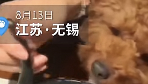 无锡一女子餐厅用碗勺喂狗喝汤，餐厅回应：餐具扔了