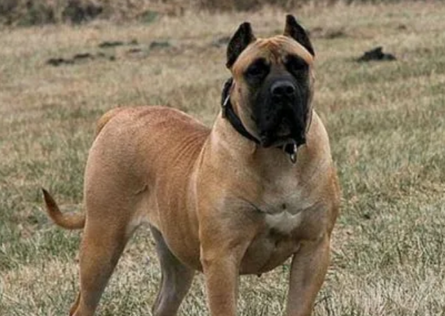 加纳利犬聪明吗 加纳利犬聪明吗