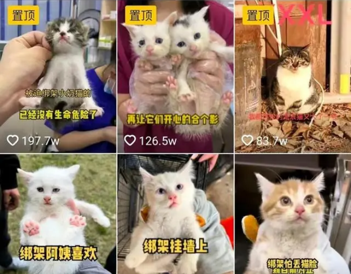 本喵叫兔兔怎么盈利
