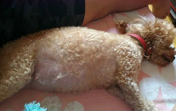 泰迪产前最明显的征兆看视频 泰迪产前最明显的征兆看视频