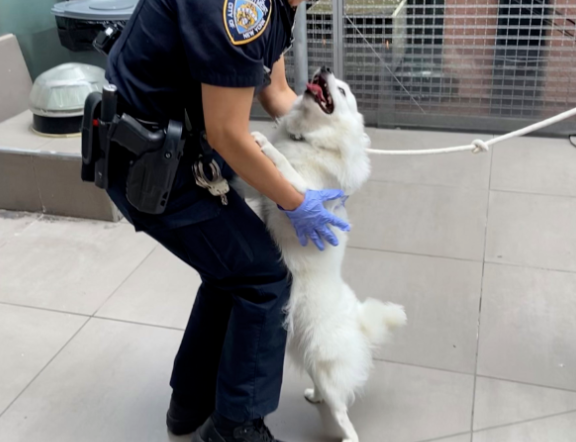 5岁警犬车内意外死亡,原因竟是…网友:这教训太惨痛了! 5岁警犬车内意外死亡,原因竟是…网友:这教训太惨痛了!