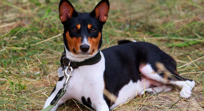 巴仙吉犬的形态特征 一双灵敏的倒三角耳朵 巴仙吉犬的形态特征 一双灵敏的倒三角耳朵