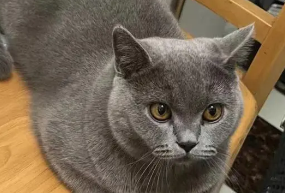 为什么好多人丢蓝猫