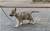 中国正规捷克狼犬犬舍