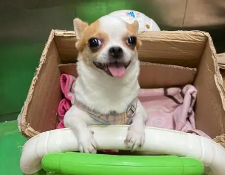 真正的微笑狗 真正的微笑狗