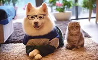 宠物自媒体怎么赚钱
