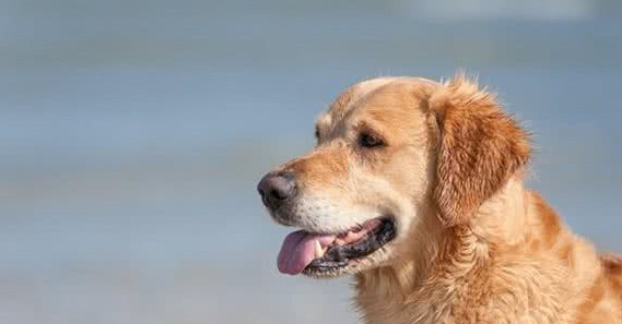 依比沙猎犬怎么挑选？怎么样？这些细节很实用