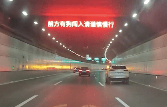 两只狗闯入隧道里，管理车在后面一路护送，还写标牌提醒来往车辆 