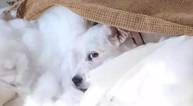 这只小狗的破坏力惊人，几个小时就能拆毁万元沙发
