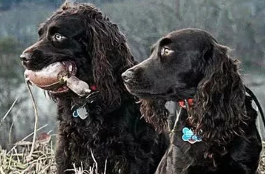 美国下司犬，长着“羊头狗身”，可下水摸鱼，围剿野兽