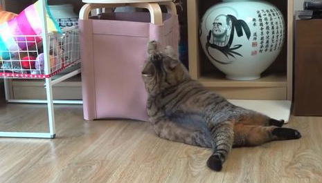 猫咪绝育后一年体重翻了一倍,只因为主人误信,绝育后要给猫加餐 猫咪绝育后一年体重翻了一倍,只因为主人误信,绝育后要给猫加餐
