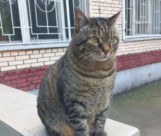 路遇一只巨大猫咪! 路遇一只巨大猫咪!