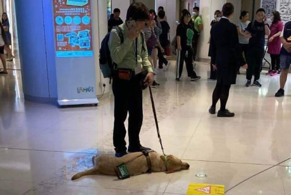 导盲犬Funny,兽医曾预告情况很坏,视障爸落泪,出事后一直守护 导盲犬Funny,兽医曾预告情况很坏,视障爸落泪,出事后一直守护