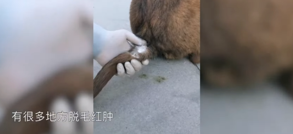 流浪狗也能考编吗?现役警犬现身说法 流浪狗也能考编吗?现役警犬现身说法