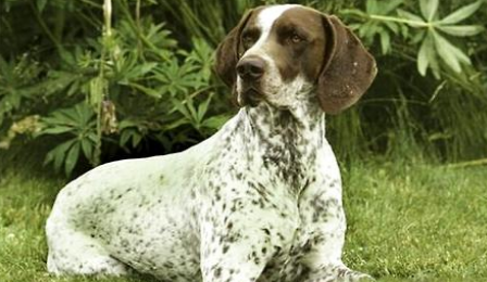 指示犬是什么意思？为什么叫指示犬？