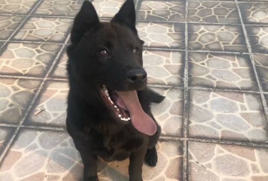 五黑犬价格多少钱一只