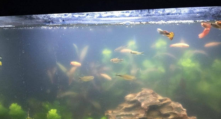 鱼缸水浑浊怎样快速解决