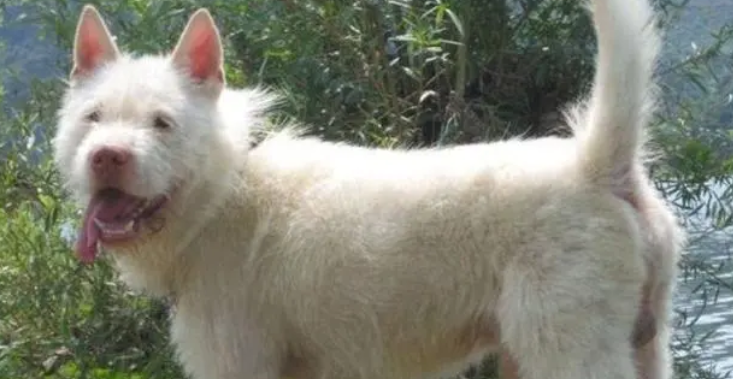 我国本土犬种之“下司犬”:来自贵州山区的顶级猎犬! 我国本土犬种之“下司犬”:来自贵州山区的顶级猎犬!