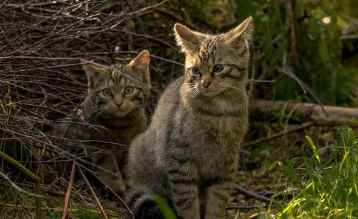 英国野外拍到罕见野猫,野生个体仅剩约35只,83万人请愿保护它们 英国野外拍到罕见野猫,野生个体仅剩约35只,83万人请愿保护它们