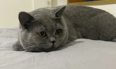 蓝猫吃什么猫粮最好 蓝猫吃什么猫粮最好