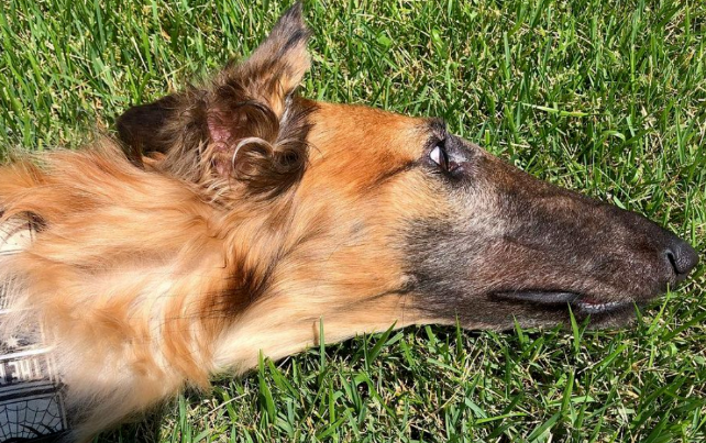 班里来了一只苏俄牧羊犬，二哈看了一脸懵逼：我们中间有叛徒