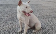 下司犬几个月训练最好，下司犬几个月开始训练