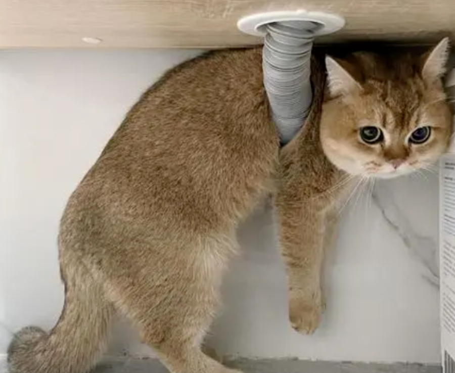 猫咪如果出现反常行为,一定要注意了,可能是在救你 猫咪如果出现反常行为,一定要注意了,可能是在救你