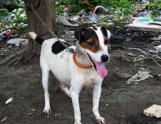 这几种“国产猎犬”都很厉害,可惜数量已经不多了! 这几种“国产猎犬”都很厉害,可惜数量已经不多了!