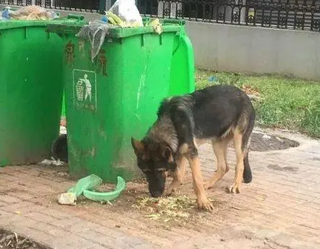 金华“警犬被盗”事件当事人：配合警方调查，静待结果