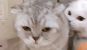 家里来了小母猫,不管到哪都要黏着公猫,网友:再黏下去毛都掉了 家里来了小母猫,不管到哪都要黏着公猫,网友:再黏下去毛都掉了