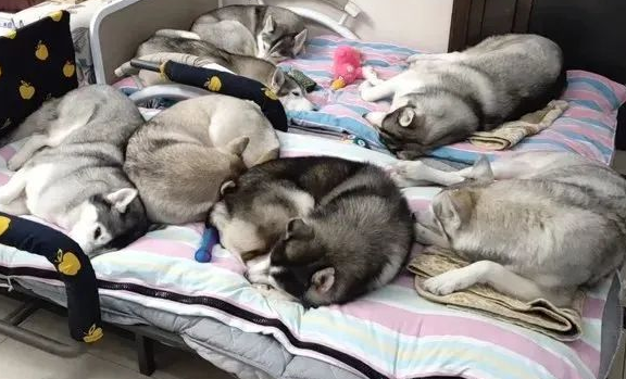 同时养了7只哈士奇，铲屎官却无比感叹：养到天使了！