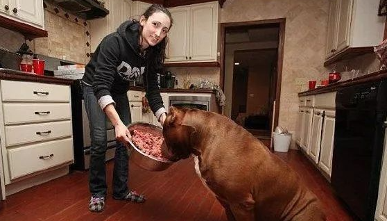 世界上最大的斗牛犬,一顿能吃4斤牛肉,却能温顺的照看小宝宝 世界上最大的斗牛犬,一顿能吃4斤牛肉,却能温顺的照看小宝宝