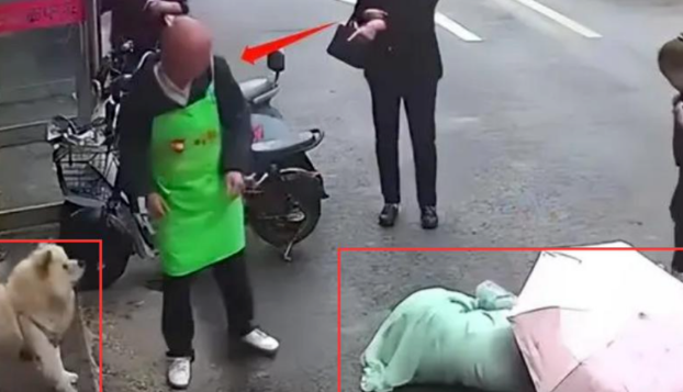 松狮咬人事件反转:女子有拔毛动作,主人拒绝赔偿,松狮已经离世 松狮咬人事件反转:女子有拔毛动作,主人拒绝赔偿,松狮已经离世
