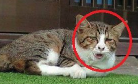 网友远远望见只狸花猫,兴冲冲跑去撸猫,走近一看:这猫我不吸 网友远远望见只狸花猫,兴冲冲跑去撸猫,走近一看:这猫我不吸