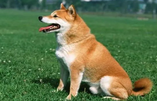 主人拽柴犬回家，柴犬一边抵抗一边疯狂叫着：我要在外面运动！