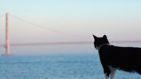 奶牛猫陪着主人环球旅行，主人默默背着猫砂，网友：别人家的猫