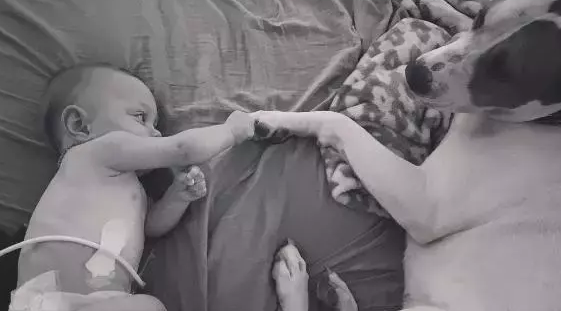 这只被领养的狗狗,除了小主人外没有吻过任何人 这只被领养的狗狗,除了小主人外没有吻过任何人