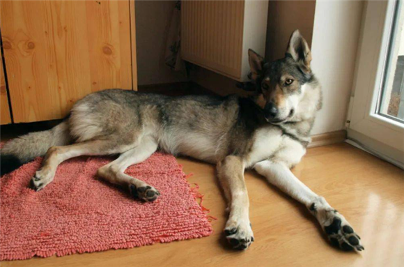 捷克狼犬幼犬怎么养 捷克狼犬幼犬怎么养