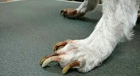 小脚趾甲两瓣是哪族人 小脚趾甲两瓣是哪族人