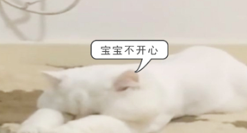 猫咪在公交上,看见主人抱着另一只猫,当场翻脸质问主人! 猫咪在公交上,看见主人抱着另一只猫,当场翻脸质问主人!