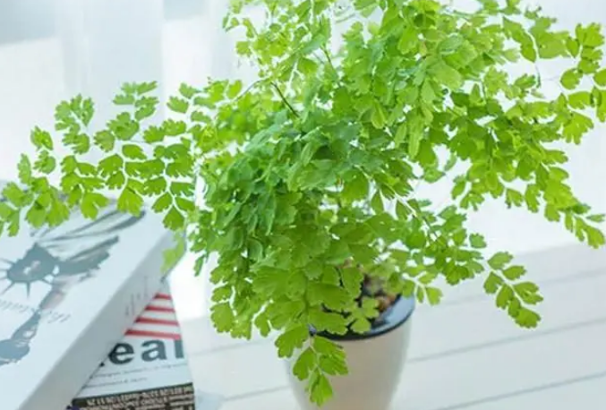 铁线蕨怎么养才能更旺盛 铁线蕨怎么养才能更旺盛
