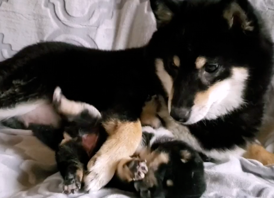 柴犬紧抱“独生子”,拒绝主人拿走,狗:就一只,留下吧 柴犬紧抱“独生子”,拒绝主人拿走,狗:就一只,留下吧
