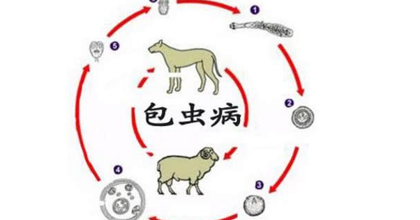 怎么知道自己得包虫病